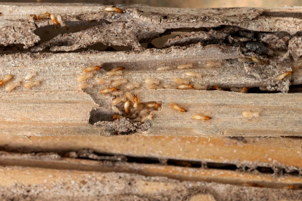 Trusted Coventry Lake, CT Pest Control Experts